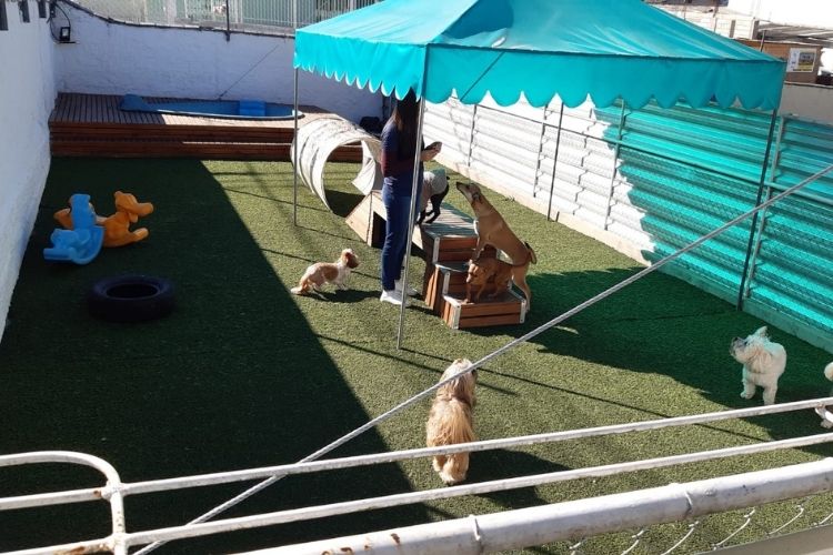 decoração de creche para cães