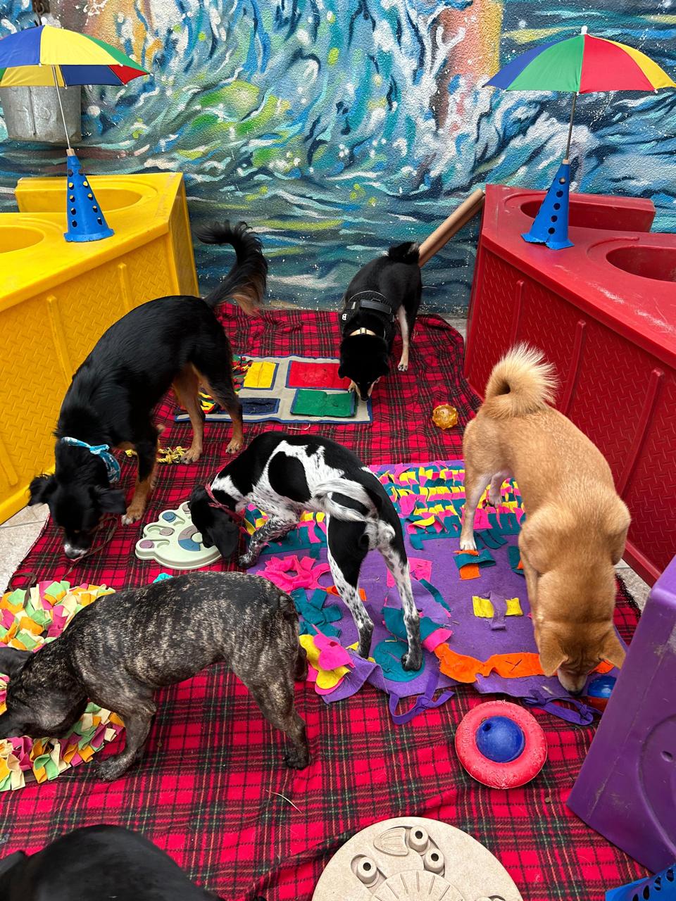 decoração de creche para cães