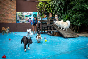 decoração de creche para cães