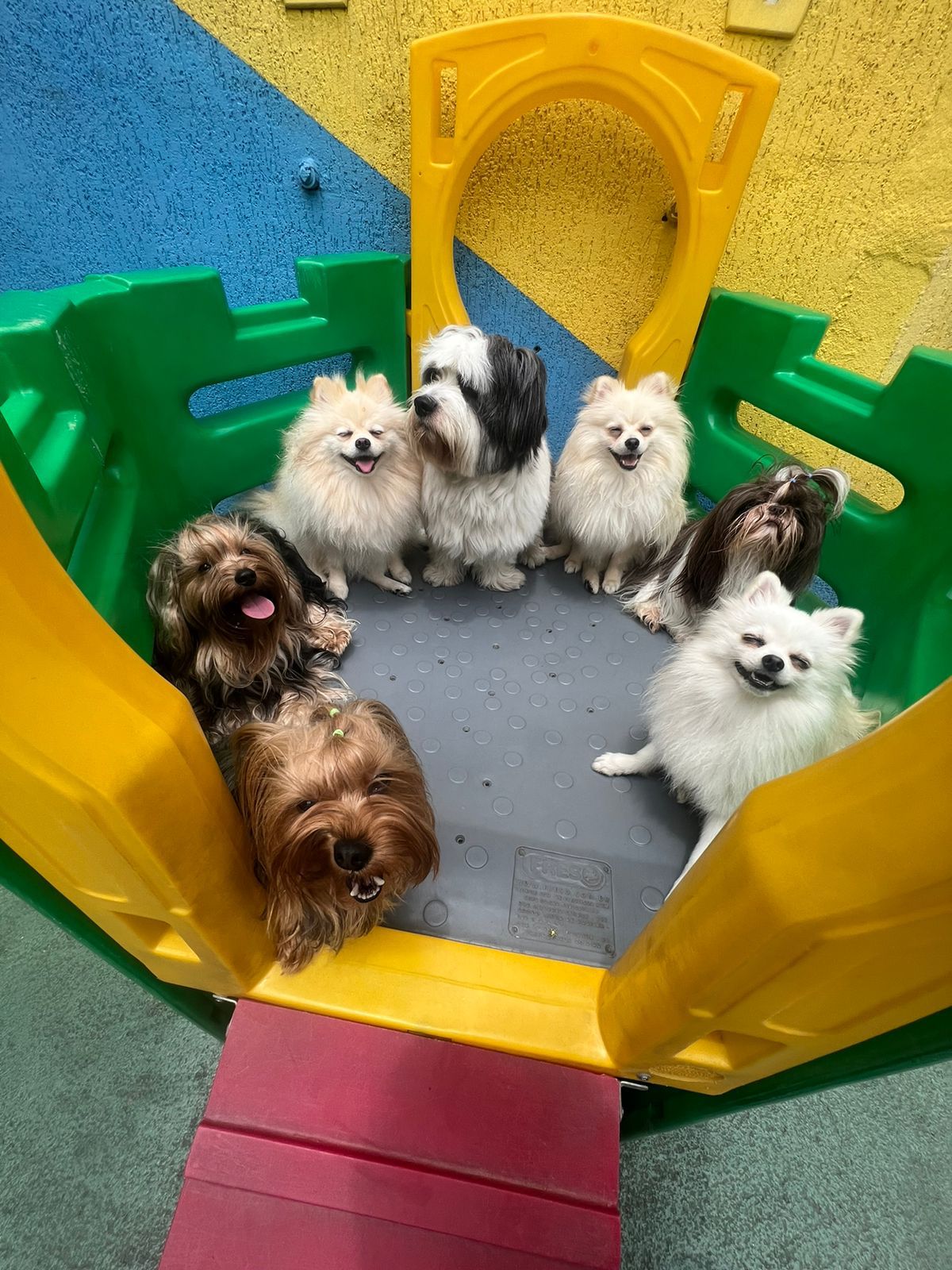 decoração de creche para cães