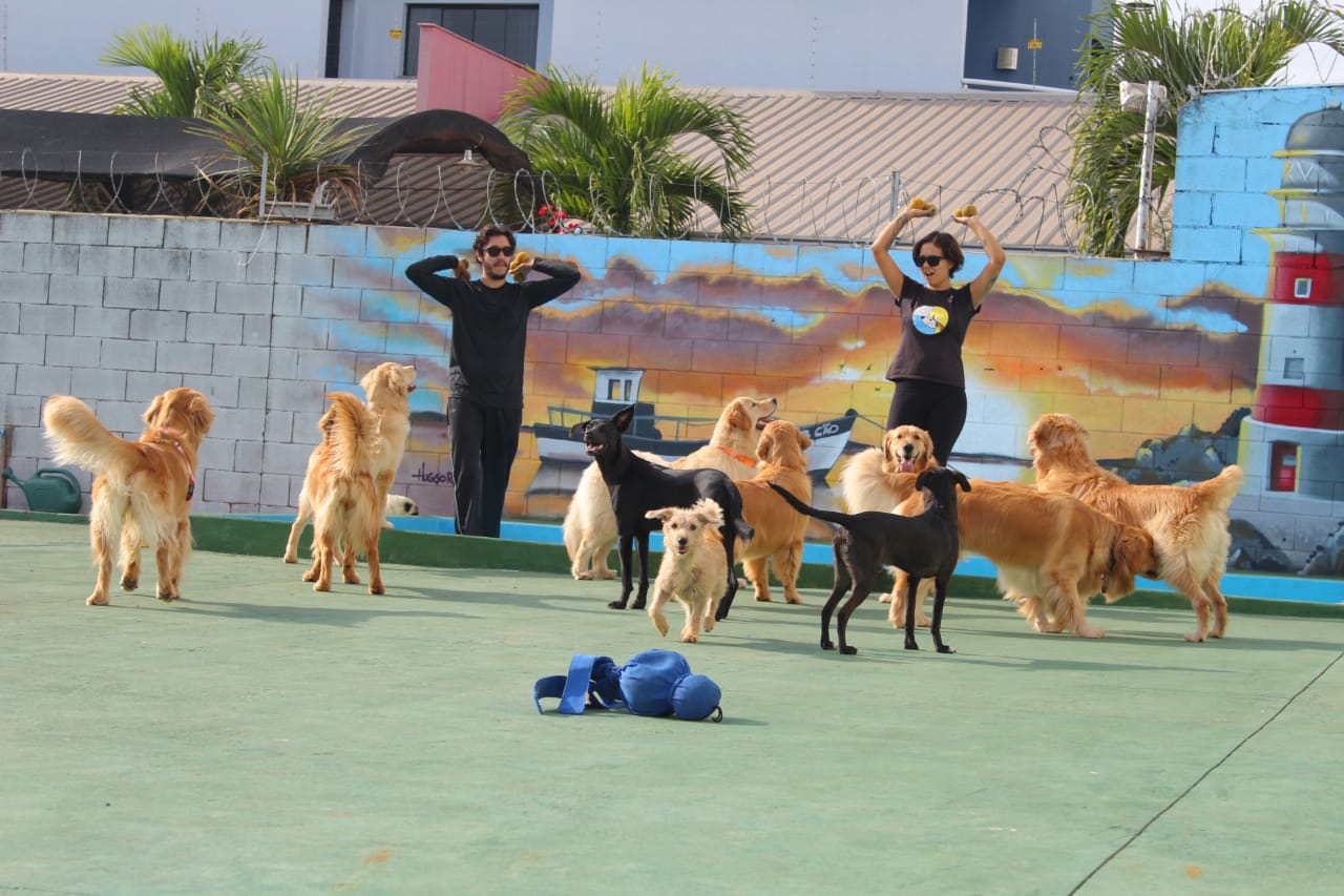 decoração de creche para cães