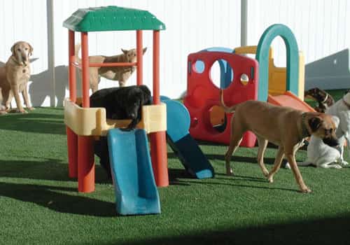 decoração de creche para cães