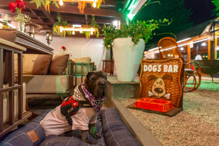 Guia Completo: Como Criar um Ambiente Pet Friendly Perfeito no Seu Restaurante