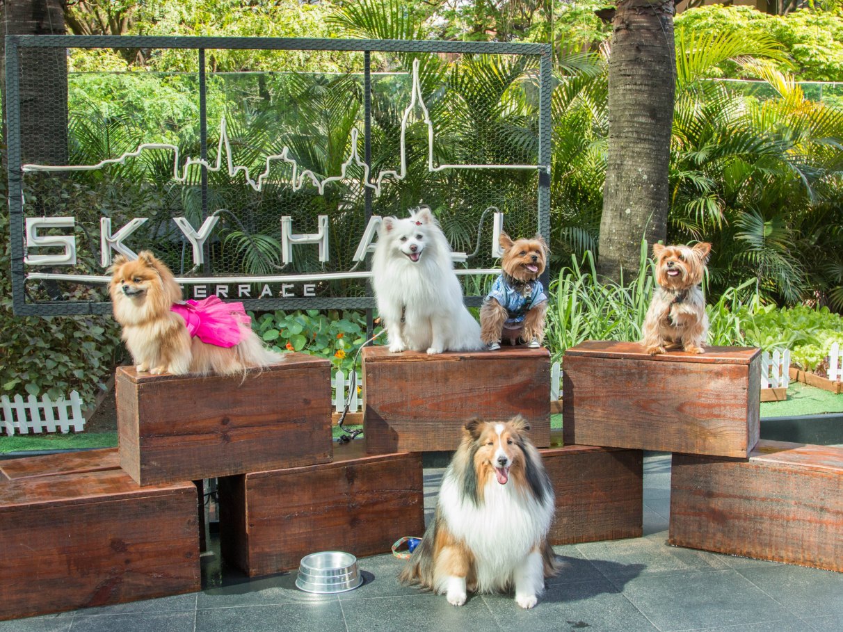 decoração de restaurante pet friendly