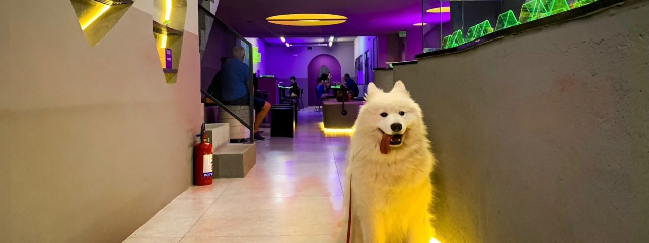 Além do Básico: Detalhes que Transformam Seu Restaurante em um Paraíso Pet Friendly