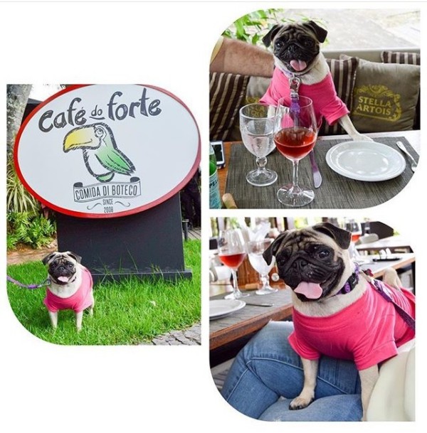 Higiene e Segurança: Dicas Cruciais para Restaurantes que Recebem Pets