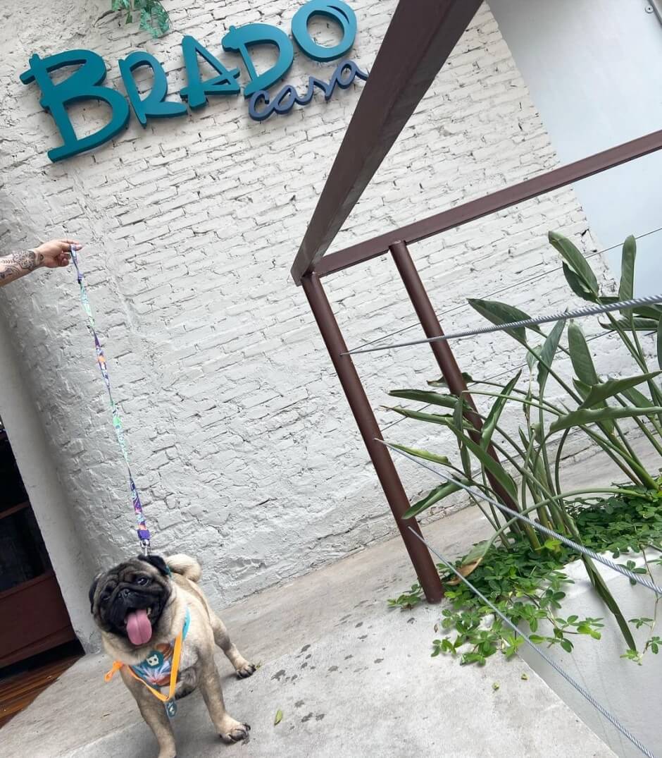 Inspiração Pet Friendly: Exemplos de Decoração para Restaurantes e Cafeterias