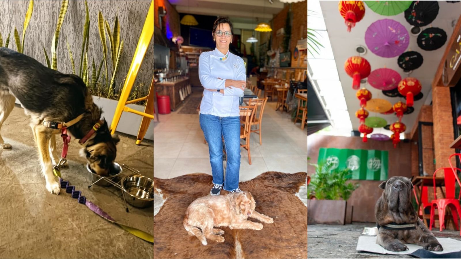 Guia Completo: Como Criar um Ambiente Pet Friendly Perfeito no Seu Restaurante