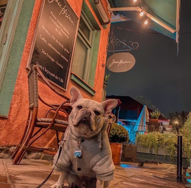 Materiais e Mobiliário Essenciais para um Restaurante Pet Friendly de Sucesso