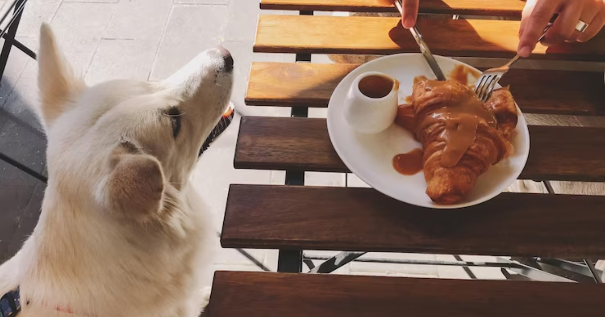 Inspiração Pet Friendly: Exemplos de Decoração para Restaurantes e Cafeterias