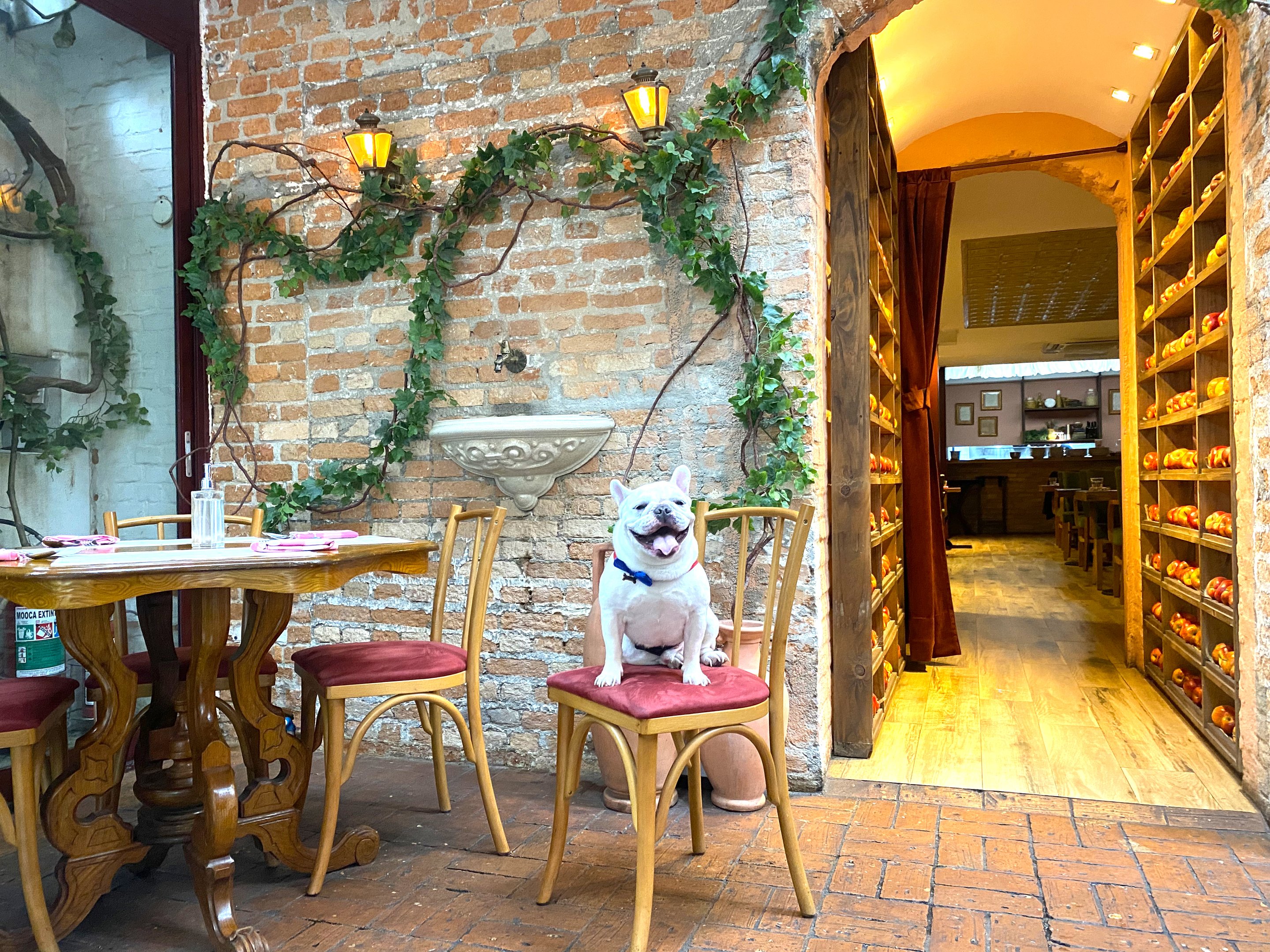 Além do Básico: Detalhes que Transformam Seu Restaurante em um Paraíso Pet Friendly