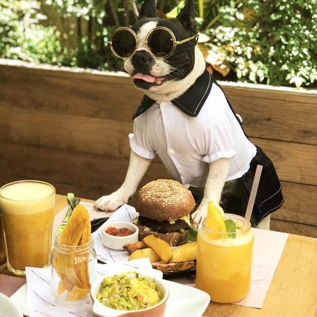 Além do Básico: Detalhes que Transformam Seu Restaurante em um Paraíso Pet Friendly