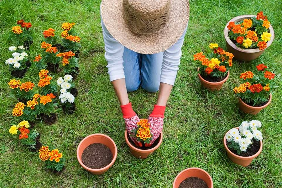 As 5 ferramentas indispensáveis para iniciantes em jardinagem