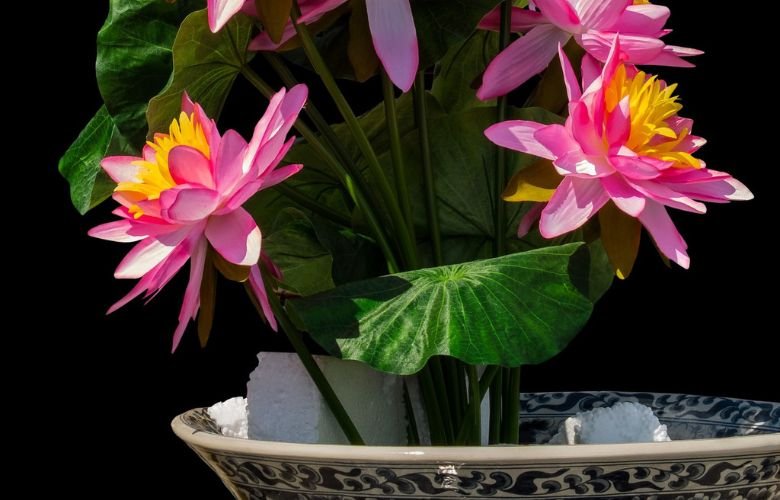 Como Cultivar a Flor de Lótus em Casa: Dicas Essenciais