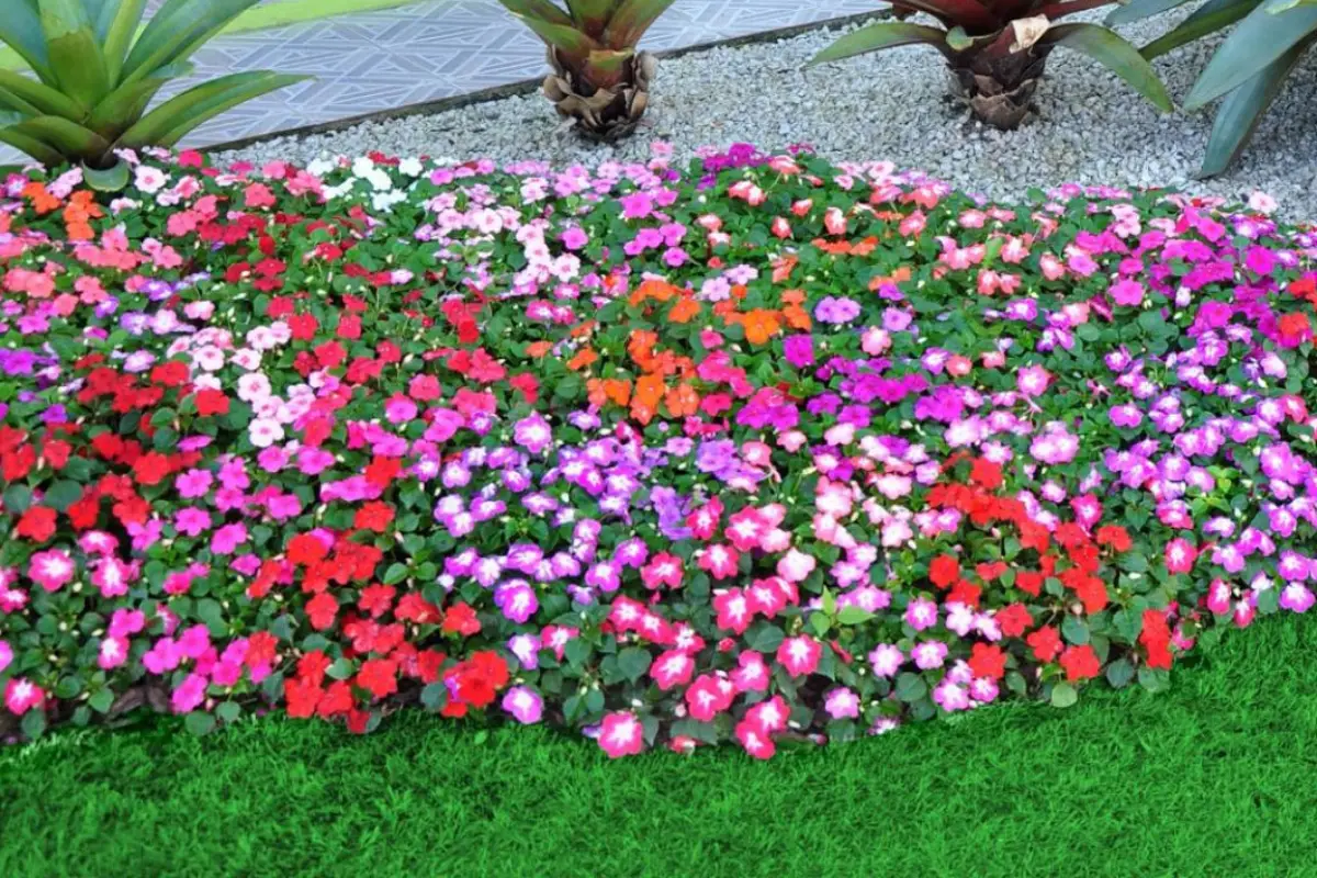 flores para bordadura de jardim