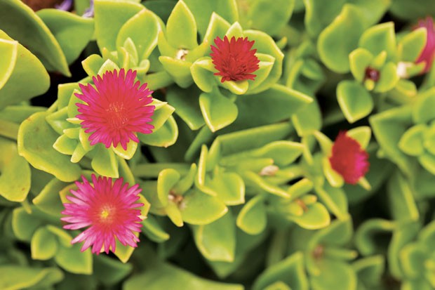 Bordaduras de Jardim: Dicas de Manutenção e Cuidados Essenciais