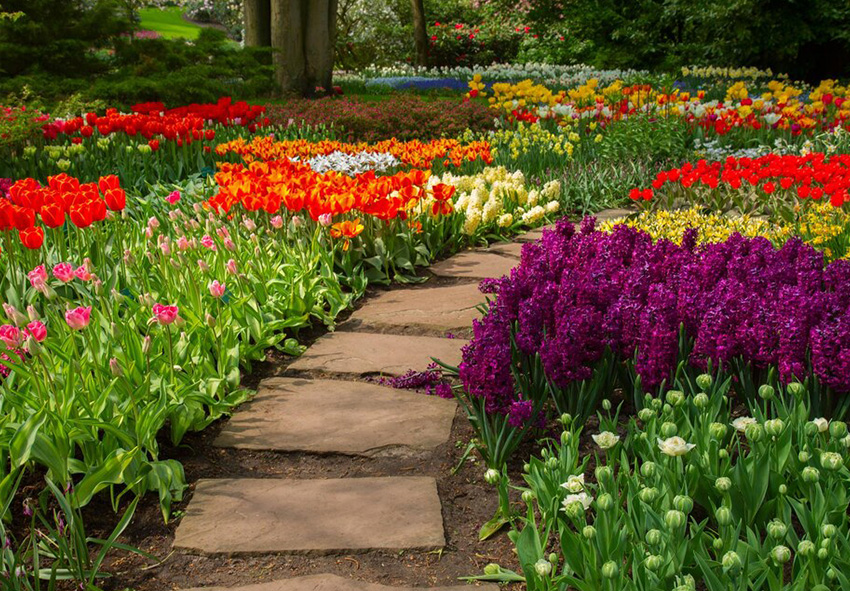 flores para bordadura de jardim