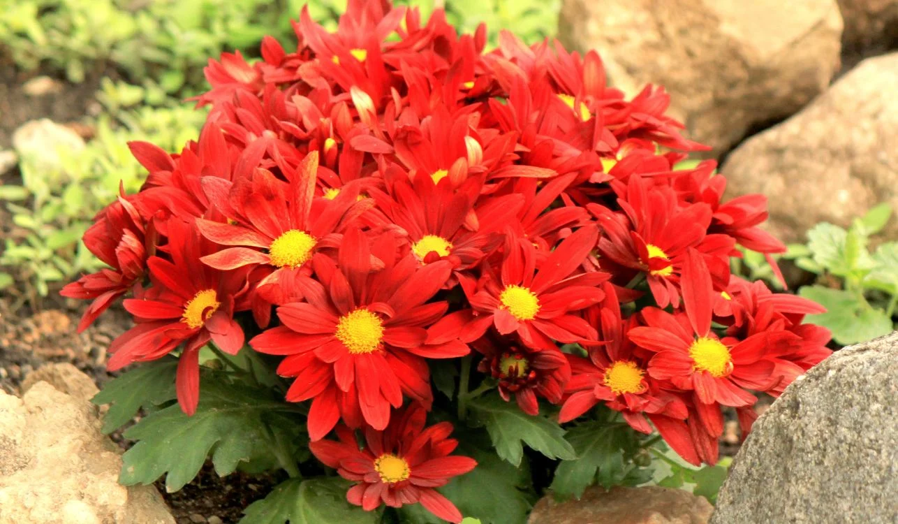 Bordaduras de Jardim: Dicas de Manutenção e Cuidados Essenciais