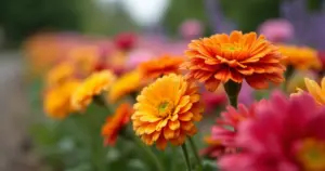 Flores para Bordadura de Jardim: Crie um Espaço de Capa!