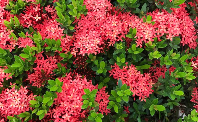 Flores Aromáticas para Bordaduras: Beleza e Perfume no Seu Jardim