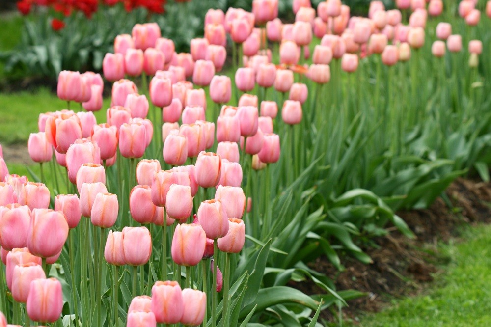 Como Escolher as Melhores Flores para Jardins com Pouco Sol