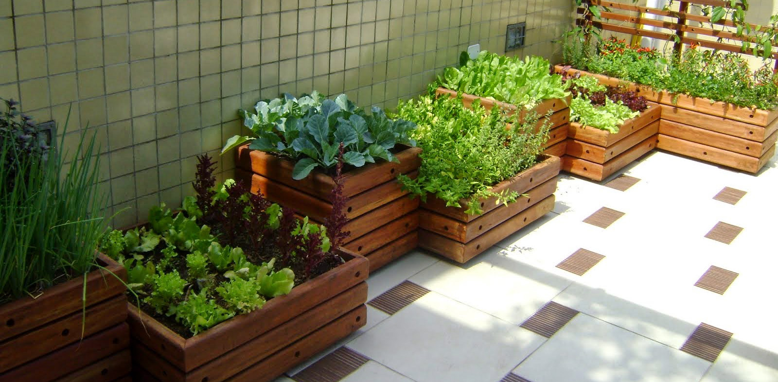 Plantas Rústicas e Nutritivas: Ora-pro-nóbis e Peixinho-da-horta em Apartamentos