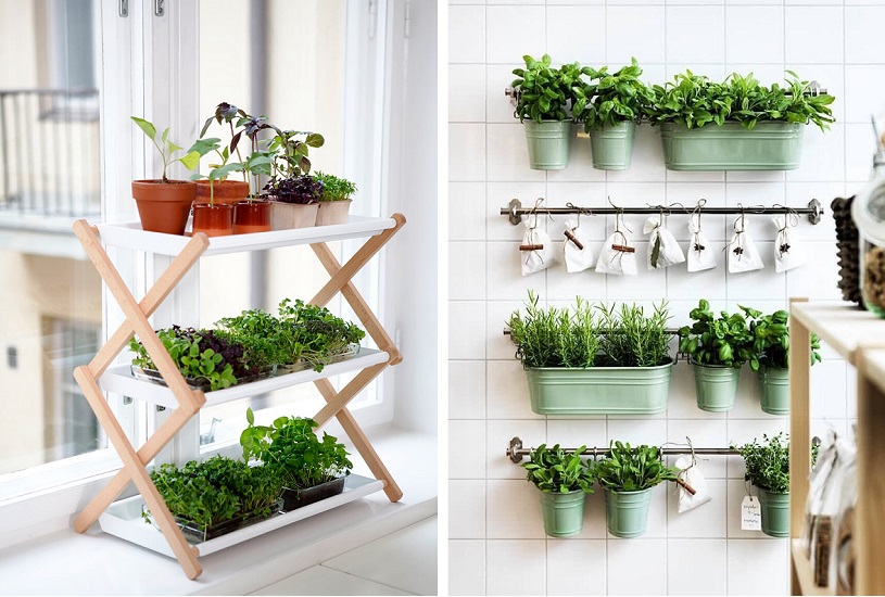 Plantas Rústicas e Nutritivas: Ora-pro-nóbis e Peixinho-da-horta em Apartamentos