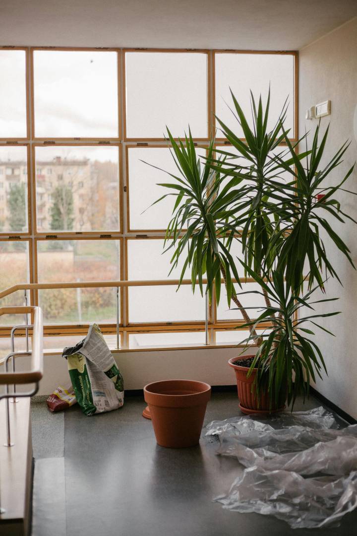 As 5 Melhores Ervas para Cultivar em Apartamentos com Pouca Luz