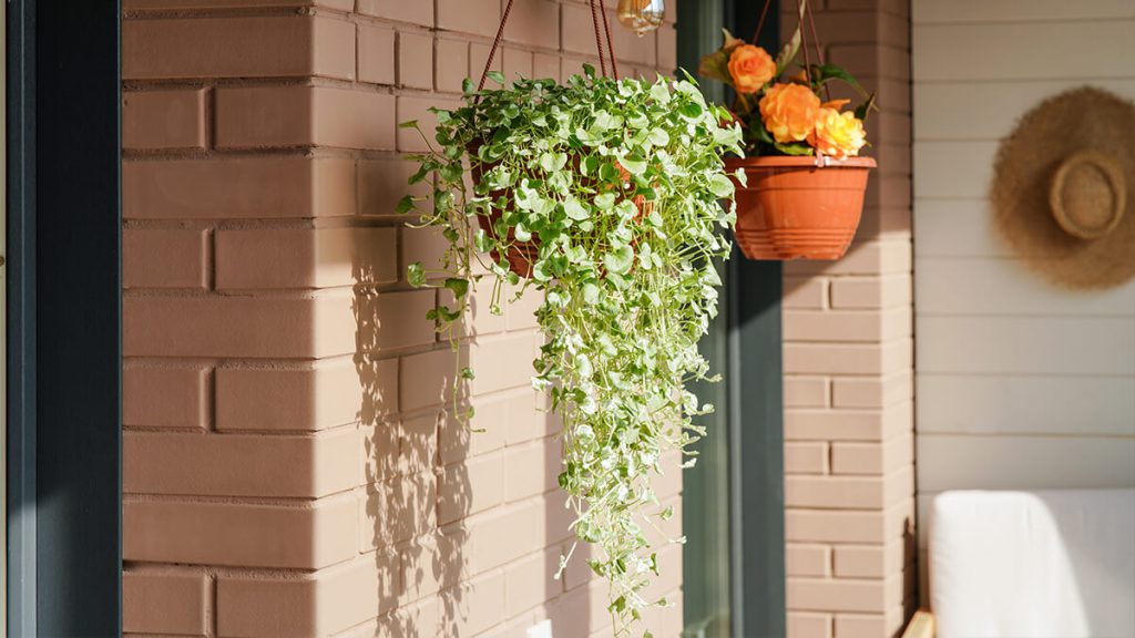 Microverdes em Casa: Colha em 7 Dias Mesmo com Pouca Luz