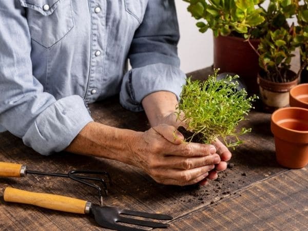 Guia Completo: Lâmpadas de Cultivo para Horta em Apartamento Escuro