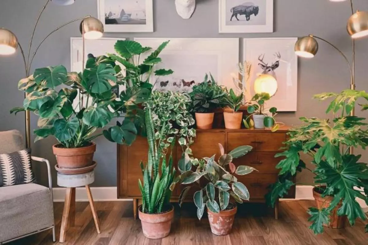 As 5 Melhores Ervas para Cultivar em Apartamentos com Pouca Luz