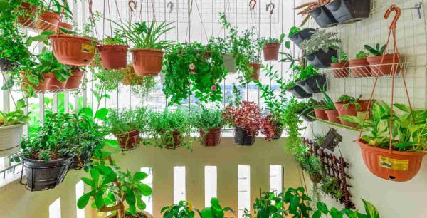 horta em apartamento com sol da tarde