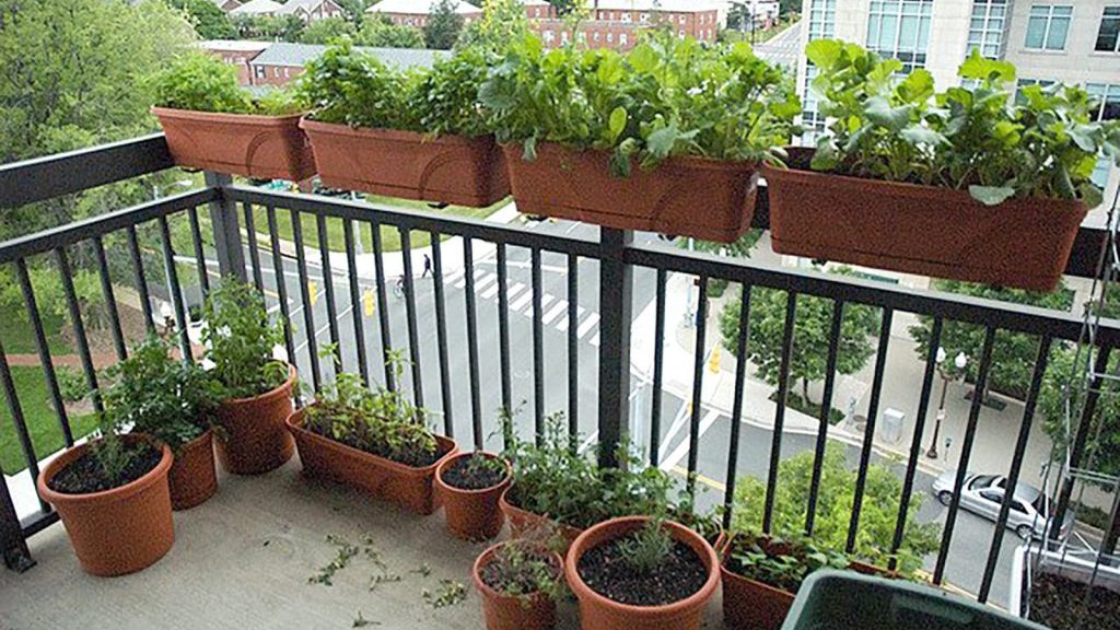 horta em apartamento com sol de inverno