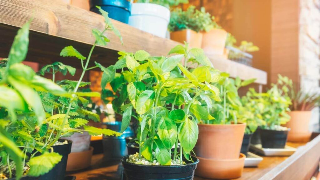 horta em apartamento com sol de inverno