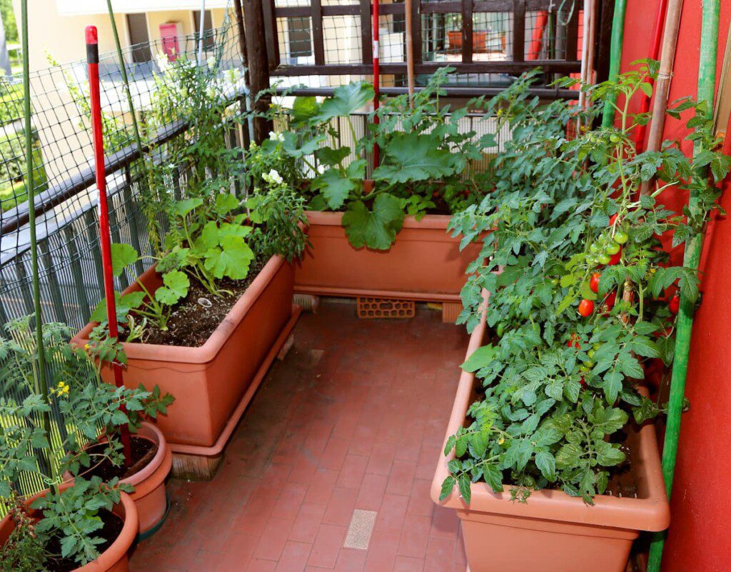 horta em apartamento com sol de inverno