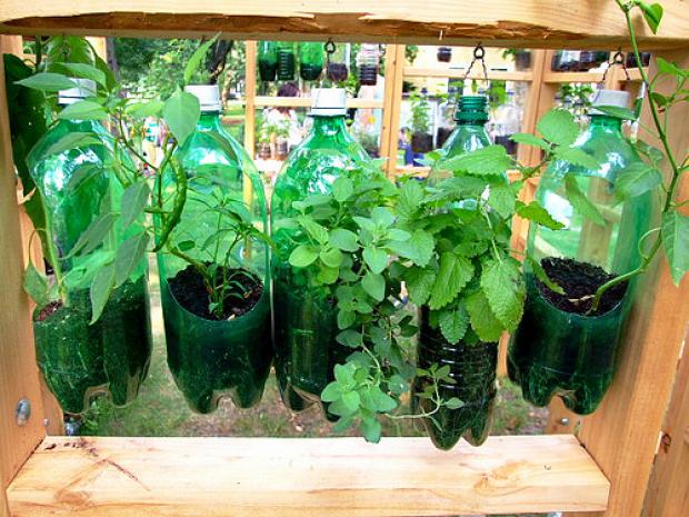 horta em garrafas pet suspensas