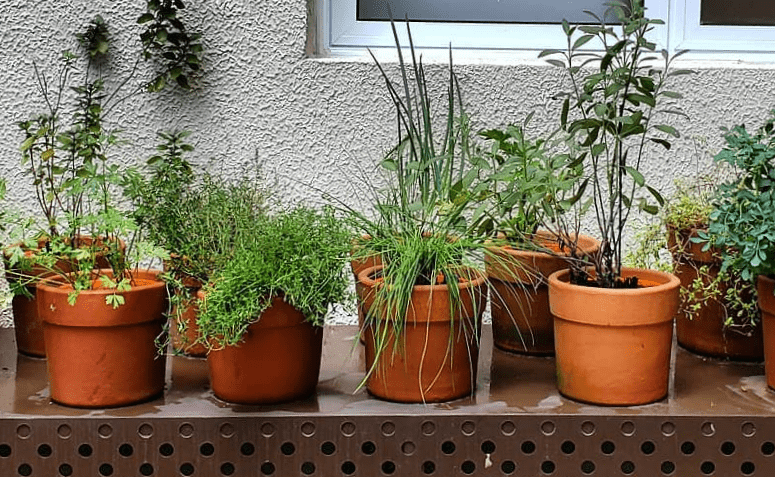 hortaliças para plantar em vaso