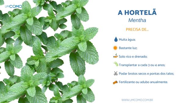 hortelã como cuidar