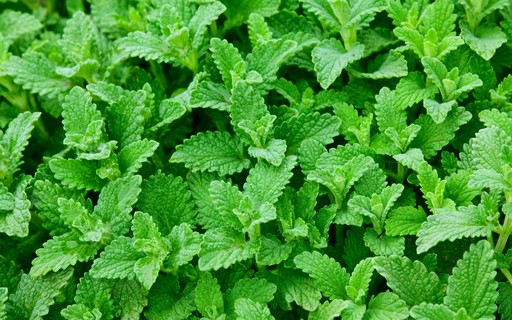 5 ideias de títulos:
1. Guia Completo: Como Cultivar Hortelã Perfeita em Casa
2. Os Segredos da Hortelã: Luz