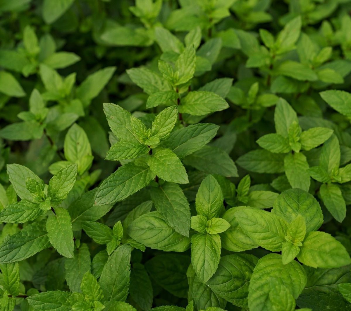 Água e Poda para um Crescimento Saudável
3. Hortelã no Vaso: Dicas Essenciais para Evitar que Ela Domine seu Espaço
4. Por Que Sua Hortelã Não Cresce? Erros Comuns e Soluções
5. Da Semente à Colheita: Tudo Sobre o Cultivo de Hortelã