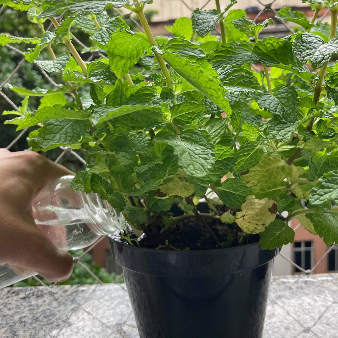 hortelã como cuidar