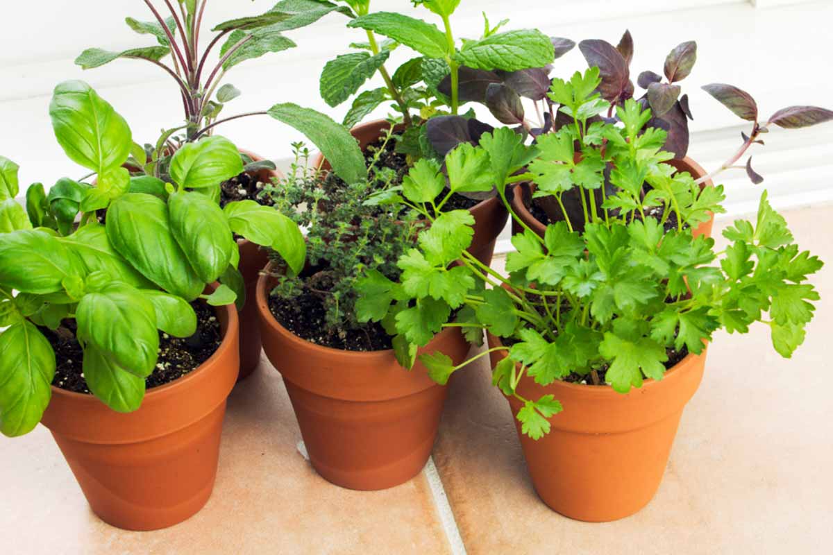 Água e Poda para um Crescimento Saudável
3. Hortelã no Vaso: Dicas Essenciais para Evitar que Ela Domine seu Espaço
4. Por Que Sua Hortelã Não Cresce? Erros Comuns e Soluções
5. Da Semente à Colheita: Tudo Sobre o Cultivo de Hortelã