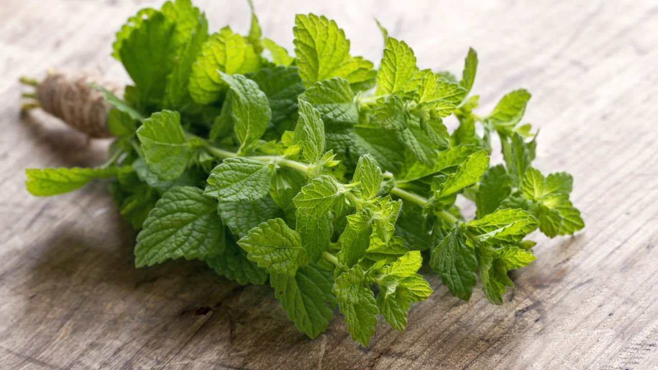 hortelã como cuidar