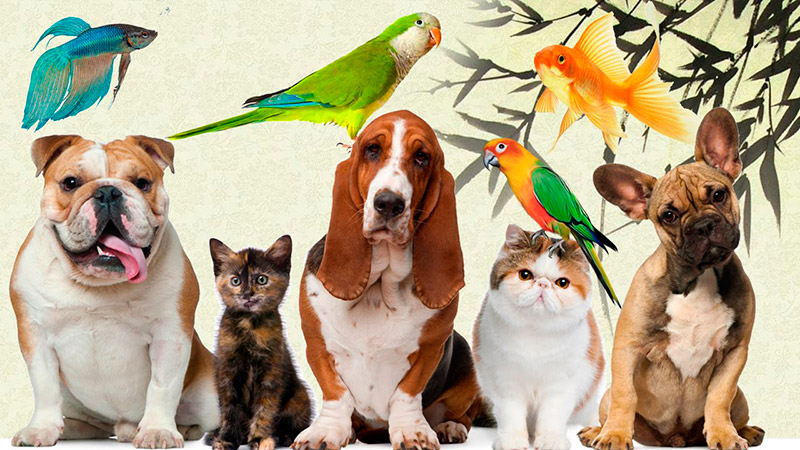 Diferenças Cruciais: MEI vs. Microempresa para Serviços Veterinários e Pet Shops