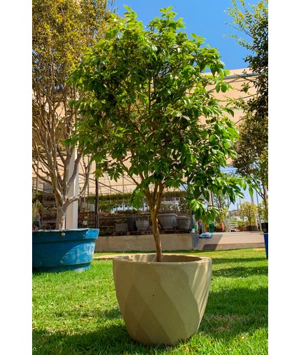 5 ideias de títulos