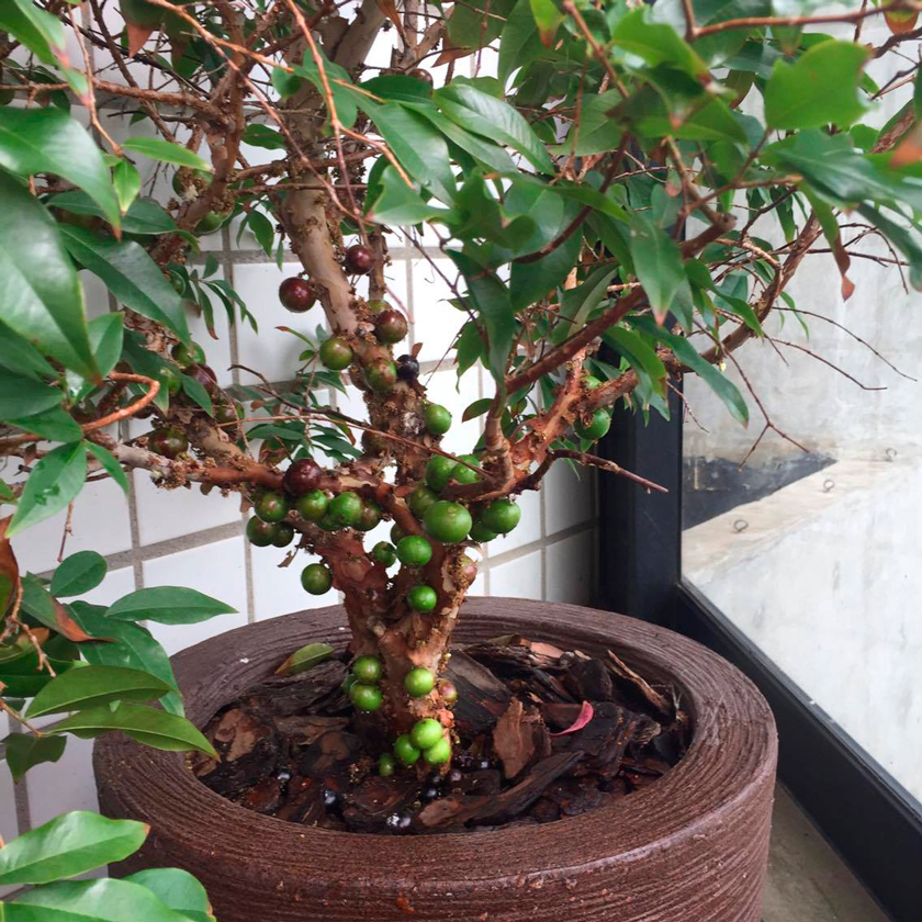 5 ideias de títulos