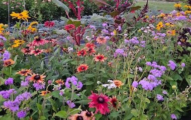 Guia completo de adubação para flores