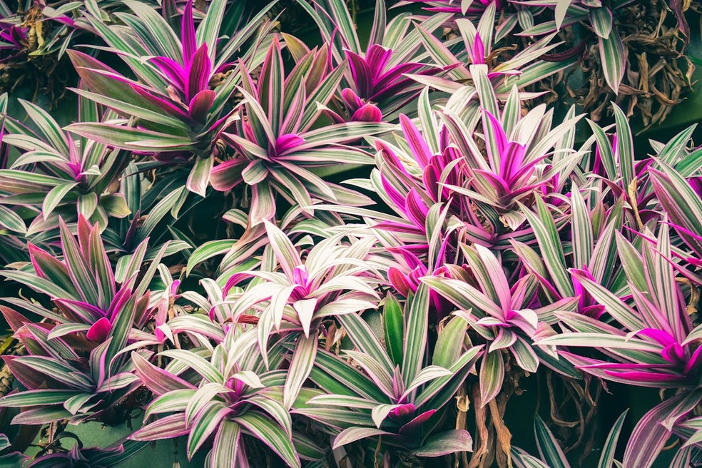 Folhagens que transformam seu paisagismo