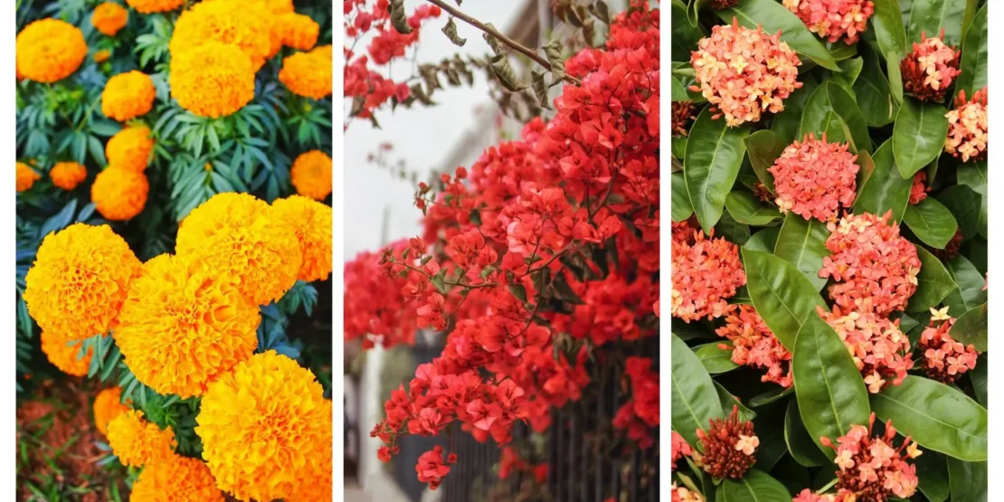 jardim colorido o ano todo