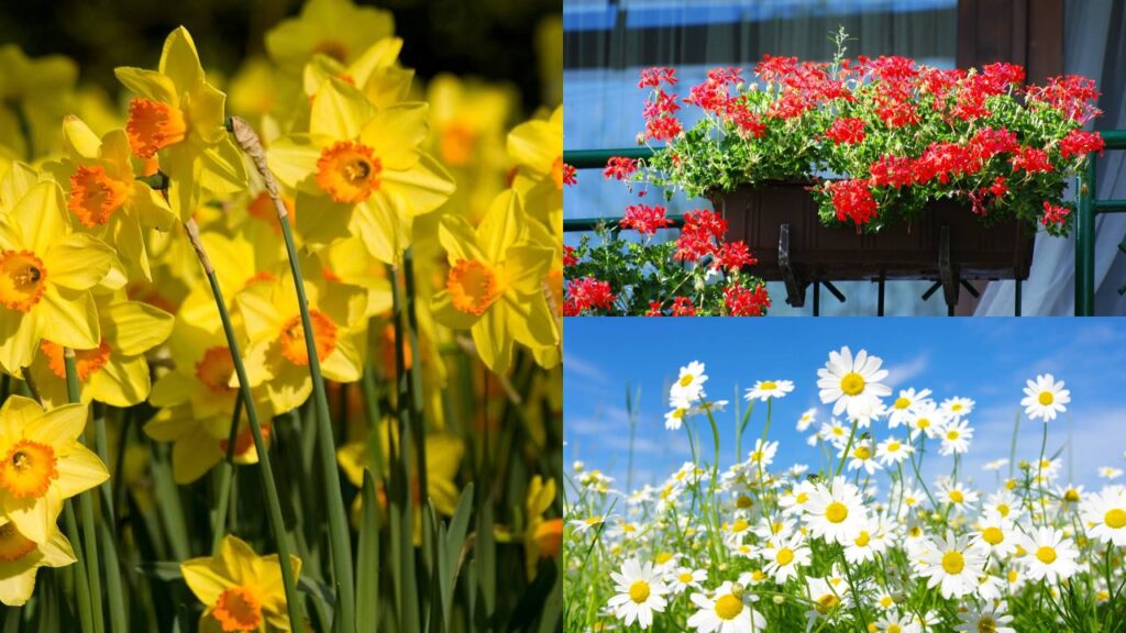 Guia completo de adubação para flores